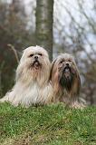 LHASSA APSO 274